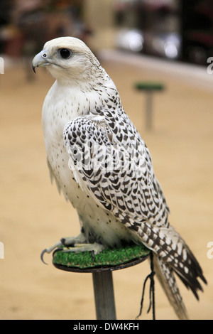 Il Qatar Doha, Souq Waqif, falcon souq, Falcon, Foto Stock