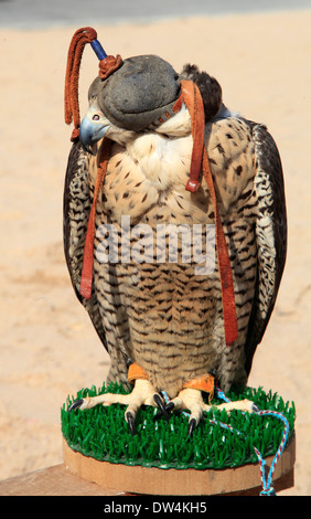 Il Qatar Doha, Souq Waqif, falcon souq, Falcon, Foto Stock