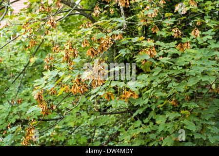 Tasti di acero sulla struttura di Acer Foto Stock