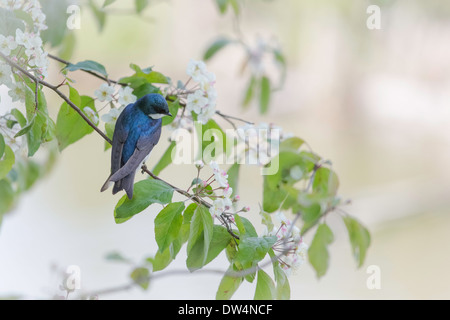 Una struttura swallow è appollaiato su un ramo da una fioritura crab apple tree. Foto Stock