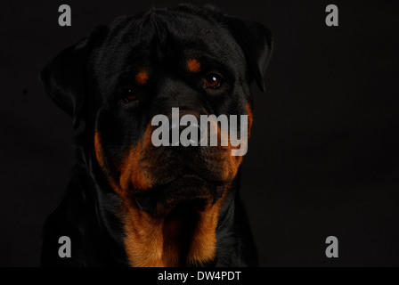 Rottweiler testa su sfondo nero - 2 anni Foto Stock