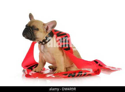 Naughty Dog - bulldog francese con stupida espressione avvolto in nastro di pericolo - 8 settimane Foto Stock