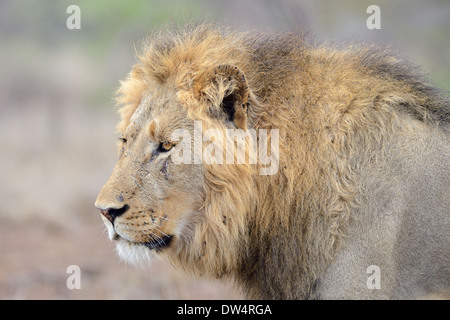 Lion (Panthera leo), maschio a piedi nella savana, Kruger National Park, Sud Africa e Africa Foto Stock