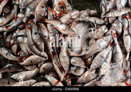 Materie di pesce fresco in vendita presso asian food market Foto Stock