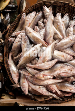 Materie di pesce fresco in vendita presso asian food market Foto Stock