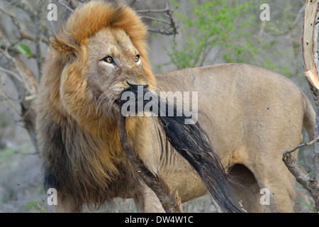 Lion (Panthera leo), giocando con la coda di una giraffa (Giraffa camelopardalis), Kruger National Park, Sud Africa e Africa Foto Stock