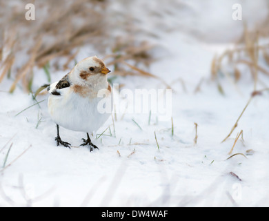 Snow Bunting Plectrophenax nivalis in inverno piumaggio a Aviemore Ski Center, Cairngorms, Scozia Foto Stock