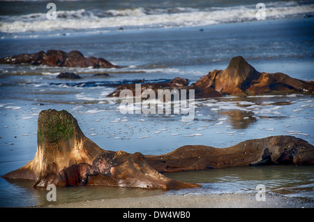 Salendo dalla spiaggia in un surreale paesaggio marino, centinaia di querce che sono morti più di 4.500 anni fa. borth beach west wales Foto Stock