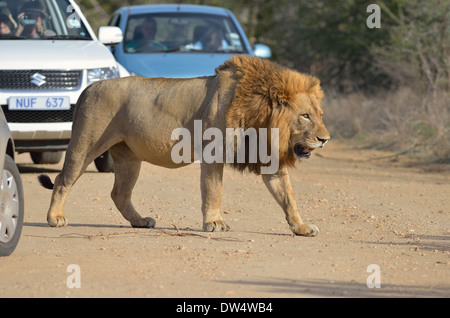 Lion (Panthera leo), attraversando una strada sterrata nel mezzo di automobili, Kruger National Park, Sud Africa e Africa Foto Stock