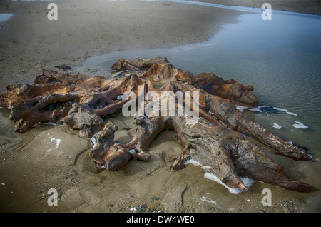 Salendo dalla spiaggia in un surreale paesaggio marino, centinaia di querce che sono morti più di 4.500 anni fa. borth beach west wales Foto Stock