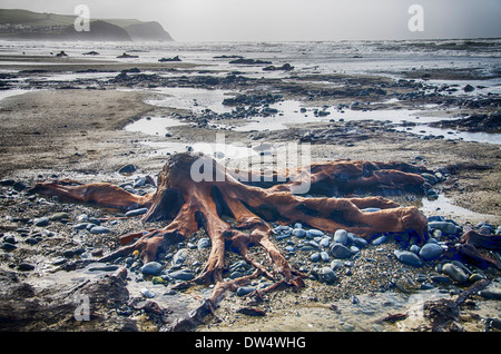 Salendo dalla spiaggia in un surreale paesaggio marino, centinaia di querce che sono morti più di 4.500 anni fa. borth beach west wales Foto Stock