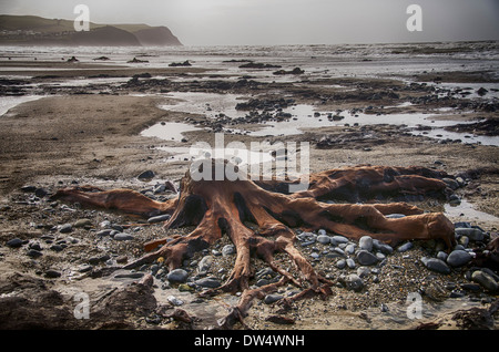 Salendo dalla spiaggia in un surreale paesaggio marino, centinaia di querce che sono morti più di 4.500 anni fa. borth beach west wales Foto Stock