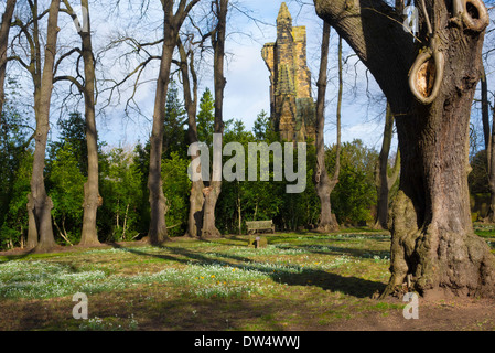 Il Monaco a piedi un viale di alberi di lime a Guisborough Priory con un tappeto di bucaneve in primavera Foto Stock