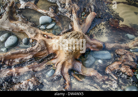 Salendo dalla spiaggia in un surreale paesaggio marino, centinaia di querce che sono morti più di 4.500 anni fa. borth beach west wales Foto Stock