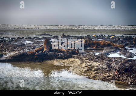 Salendo dalla spiaggia in un surreale paesaggio marino, centinaia di querce che sono morti più di 4.500 anni fa. borth beach west wales Foto Stock