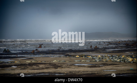 Salendo dalla spiaggia in un surreale paesaggio marino, centinaia di querce che sono morti più di 4.500 anni fa. borth beach west wales Foto Stock