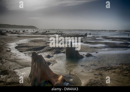 Salendo dalla spiaggia in un surreale paesaggio marino, centinaia di querce che sono morti più di 4.500 anni fa. borth beach west wales Foto Stock