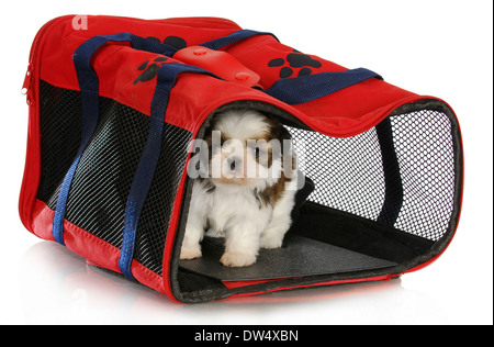 Puppy carrier - shih tzu puppy in un vettore pet su sfondo bianco - 6 settimane Foto Stock