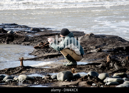 Salendo dalla spiaggia in un surreale paesaggio marino, centinaia di querce che sono morti più di 4.500 anni fa. borth beach west wales Foto Stock