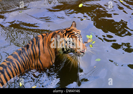 La tigre di Sumatran nuota nello stagno Foto Stock