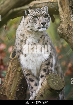 Snow Leopard (Panthera uncia o Uncia uncia) Foto Stock