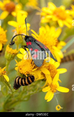 Un Six-Spot Burnett tignola e larva, con un piccolo coleottero di aggancio di una corsa su di una antenna. Foto Stock