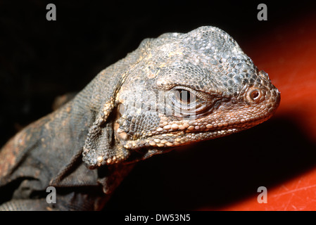 Nord Africana di Spinosa-tailed Lizard (Uromastyx acanthinura), Agamidae, Nord Africa Foto Stock