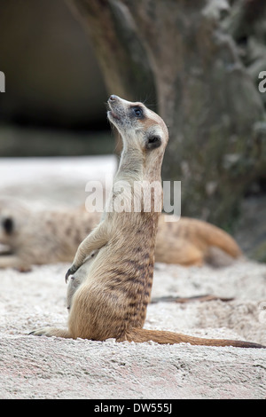 Meerkat in piedi su Lookout fuori di pericolo Foto Stock