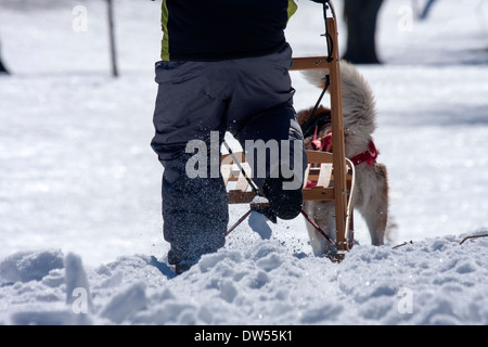 Un giovane ragazzo in slitte trainate dai cani in Wisconsin USA Foto Stock