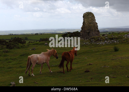 Pony selvatici e le rovine della vecchia miniera di rebbio , Bodmin Moor, Cornwall, Inghilterra Foto Stock