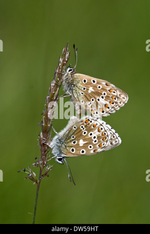 Adonis blue butterfly, Lysandra bellargus Foto Stock