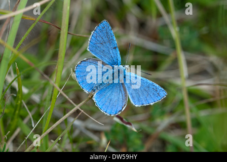 Adonis blue butterfly, Lysandra bellargus Foto Stock