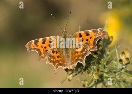 Virgola butterfly, Polygonia C-album Foto Stock