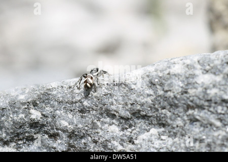 Zebra spider su una roccia Foto Stock