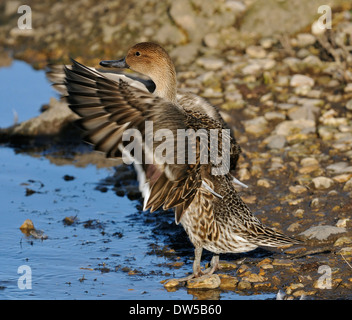 Northern Pintail - Anas acuta anatra femmina sbattimenti ali Foto Stock