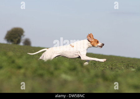 Cane puntatore inglese / adulti in esecuzione in un campo Foto Stock