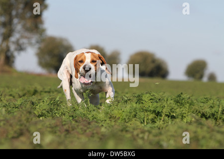 Cane puntatore inglese / adulti in esecuzione in un campo Foto Stock