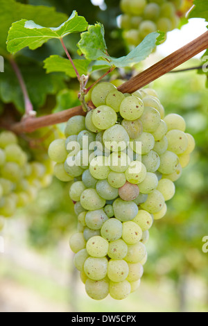 Mature Riesling vitigno bianco di uve in vigneto in Germania Foto Stock