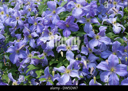 Viola la clematide fiori Foto Stock