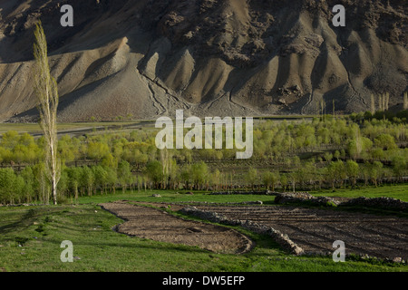 Alberi che crescono in terreni agricoli, nel fiume Ghizar Gilgit (Fiume) valle vicino a Golaghmuli, visto dal Shandur-Gilgit Road, vicino al Shandur Pass, Gilgit-Baltistan, Pakistan Foto Stock