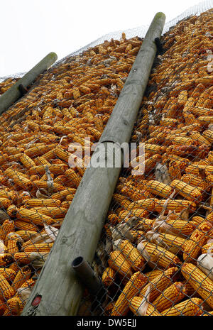 Il mais viene memorizzata in una impugnatura di mais vicino a Bad Krozingen in Rhinevalley ( Germania meridionale) il Nov 7, 2012 Foto Stock