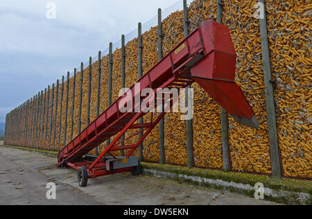 Il mais viene memorizzata in una impugnatura di mais vicino a Bad Krozingen in Rhinevalley ( Germania meridionale) il Nov 7, 2012 Foto Stock