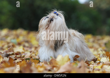 Shih Tzu cane / adulti in piedi in un parco Foto Stock