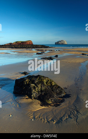 Bass Rock da Seacliff vicino a North Berwick in East Lothian Costa, Scozia Foto Stock