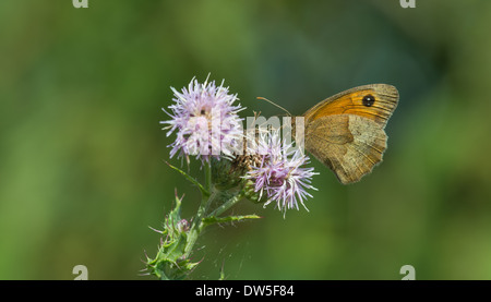 Gatekeeper su Creeping Thistle Foto Stock