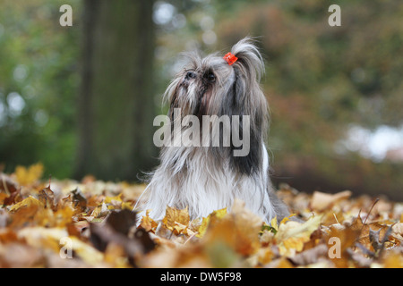 Shih Tzu cane / adulto seduto in un parco Foto Stock