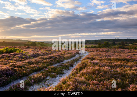 Fondo Longslade, New Forest, Hampshire, Regno Unito Foto Stock