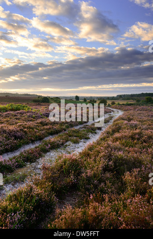 Fondo Longslade, New Forest, Hampshire, Regno Unito Foto Stock