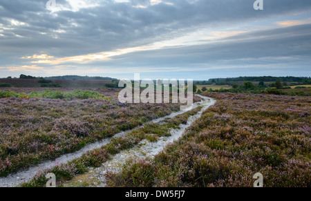 Fondo Longslade, New Forest, Hampshire, Regno Unito Foto Stock