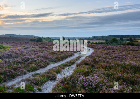 Fondo Longslade, New Forest, Hampshire, Regno Unito Foto Stock